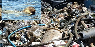 Yalıkavak'ta Akdeniz foklarının barınma alanını çöplüğe çevirmişler